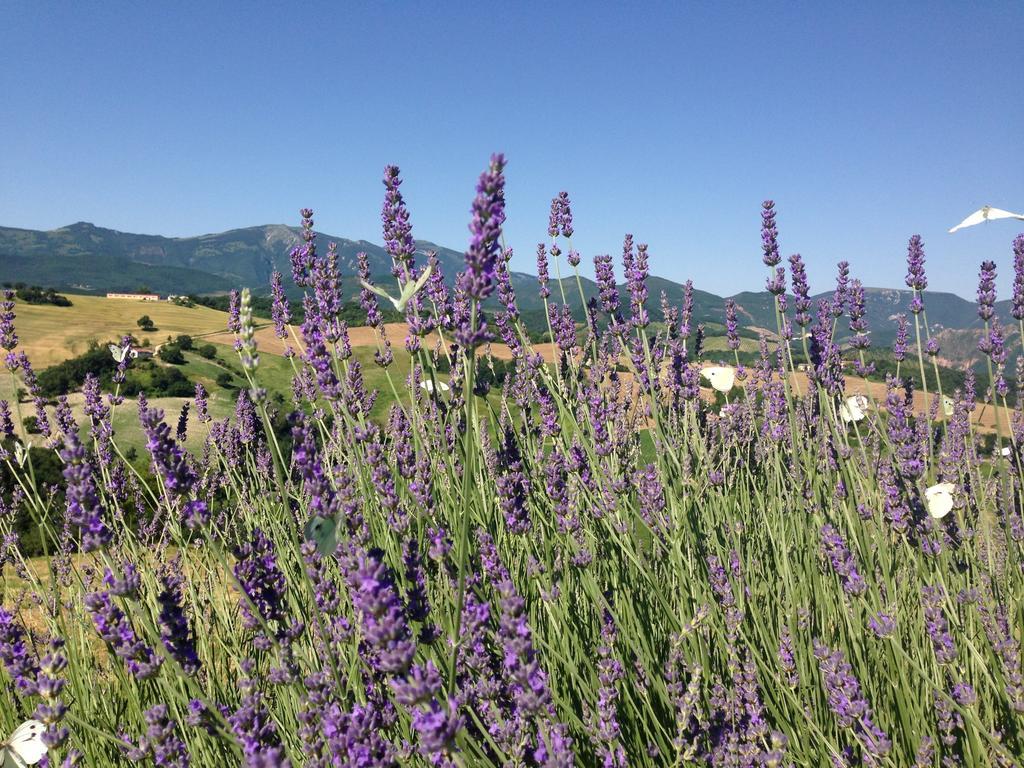Agriturismo Il Fienile Di Ca Battista カーリ エクステリア 写真